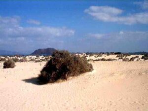 Fuerteventura: l’isola delle libellule
