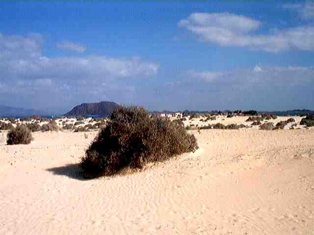 Fuerteventura: l’isola delle libellule