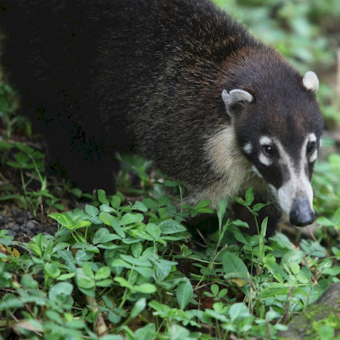 Costarica a tutta natura